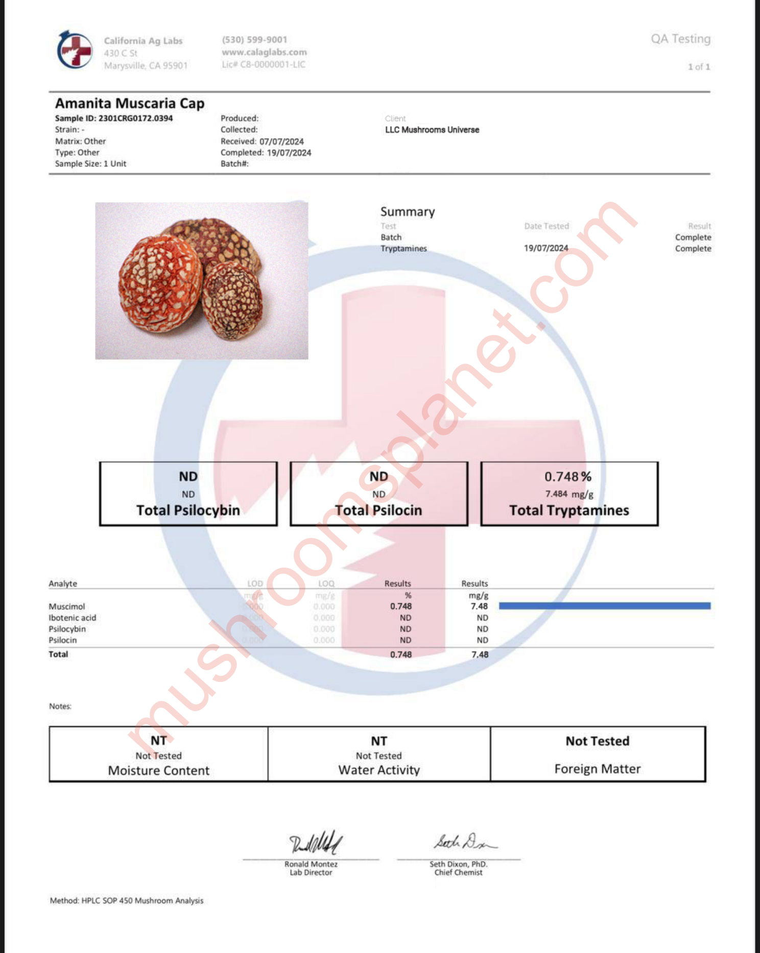 Amanita Muscaria Cap QA Testing Report