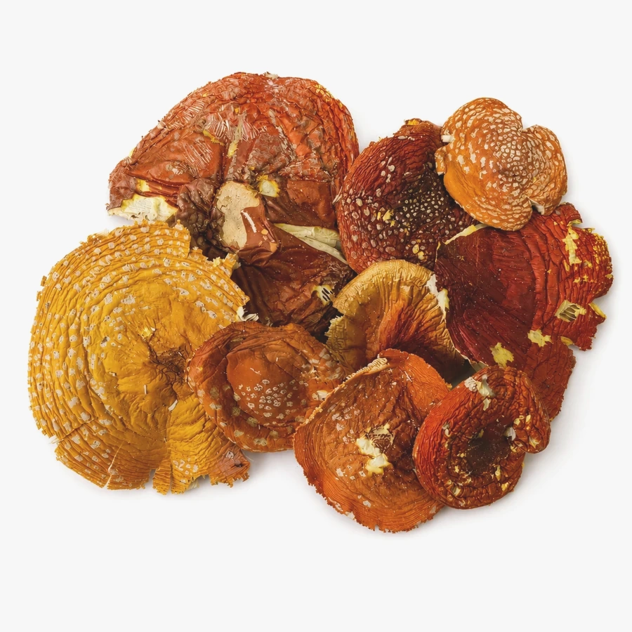 Amanita muscaria whole caps - Grade A