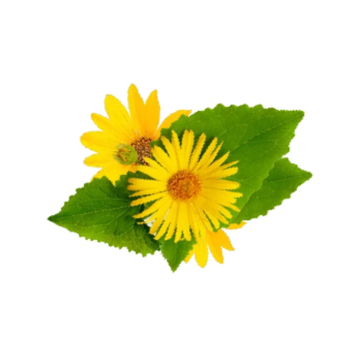 Arnica montana wholesale products