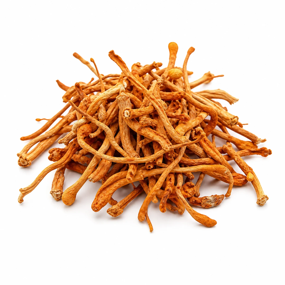 Cordyceps wholesale products