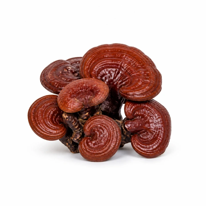Reishi wholesale products