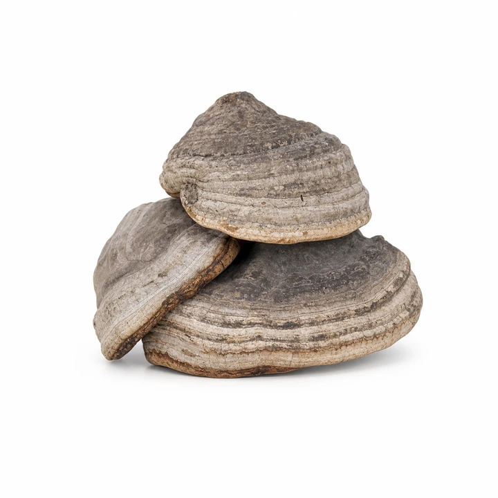 Dried Tinder fungus