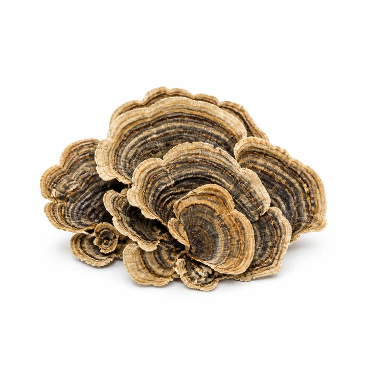 Turkey Tail wholesale products