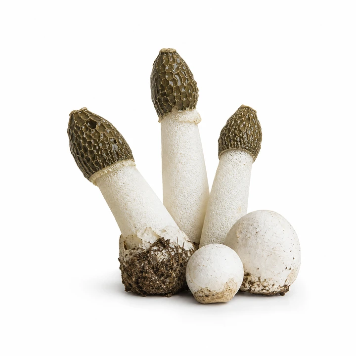Veselka wholesale products