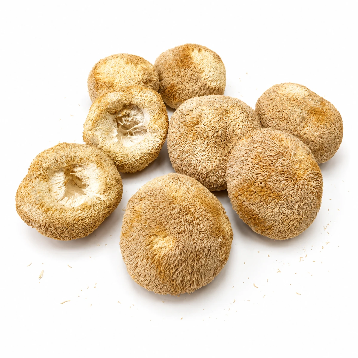 狮鬃毛批发类