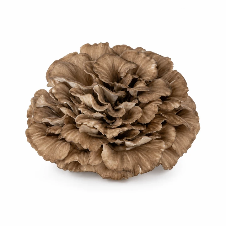 Maitake wholesale products
