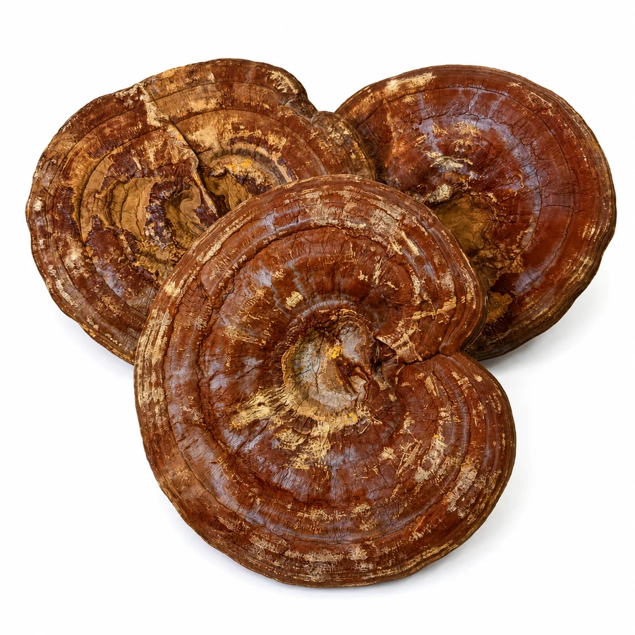 Dried Reishi mushrooms