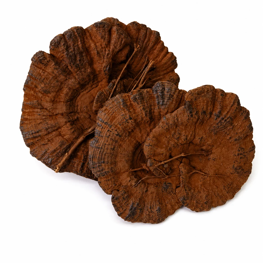 Whole dark Reishi