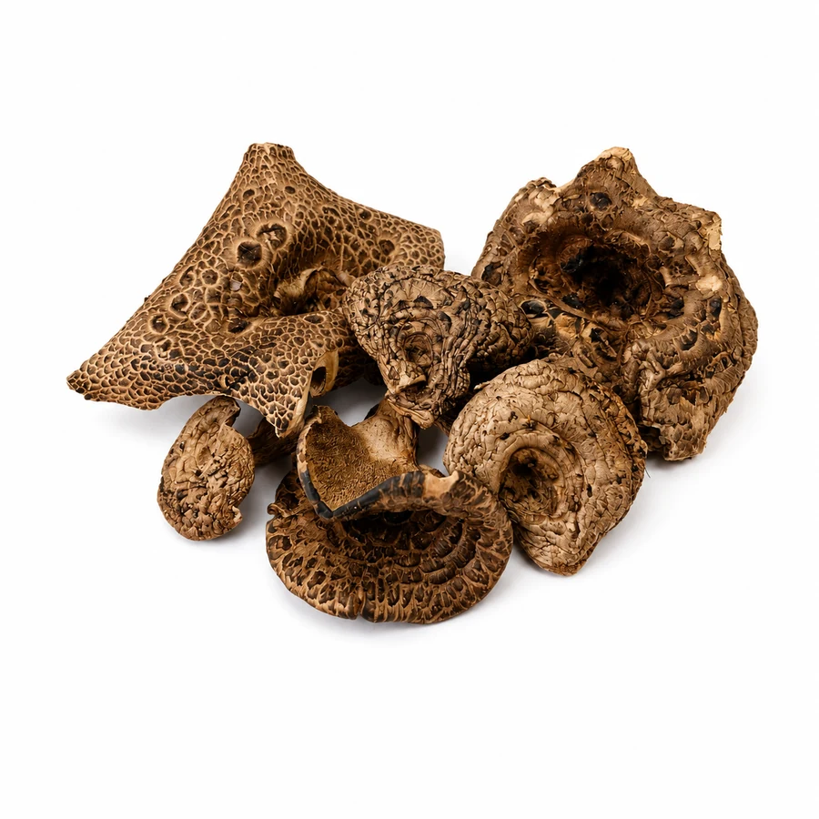 Scaly Tooth fungus wholesale products